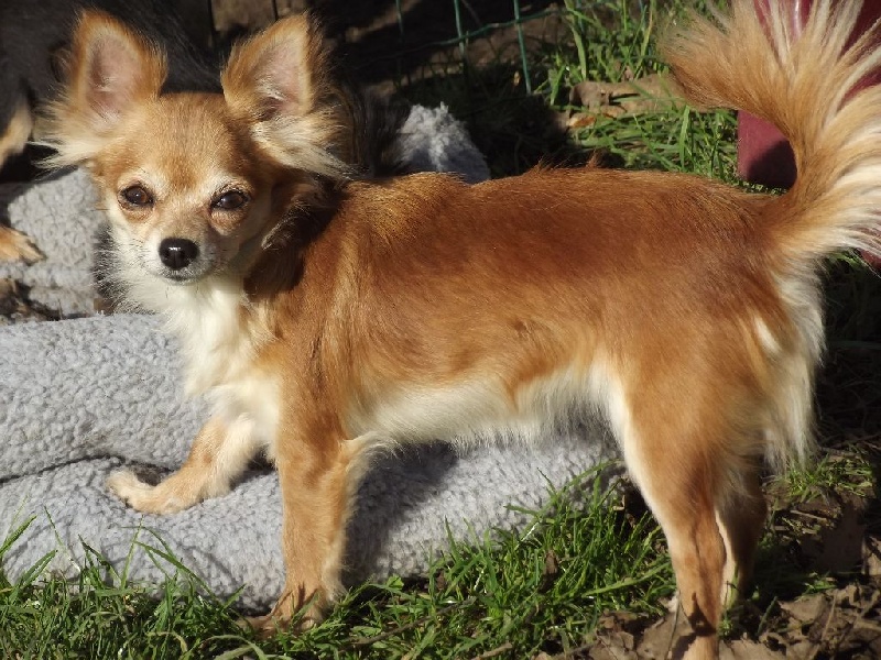 Honiahaka Legend Of The Little Wolf